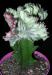 Euphorbia lactea variegata f. crestata innestata su Euphorbia antiquorum.JPG